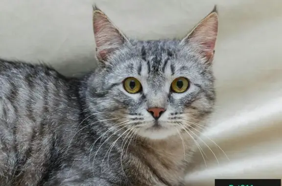 Ищем дом для брутального кота Бакса в России