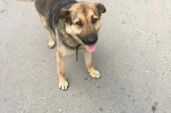 Найдена потерявшаяся собака в 10 мкр-не г.Казани