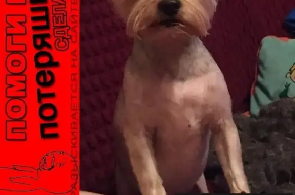 Собаки потеряшки, Ючмер, фото: Потеряшка собака в деревне Ючмер, Владимирская область