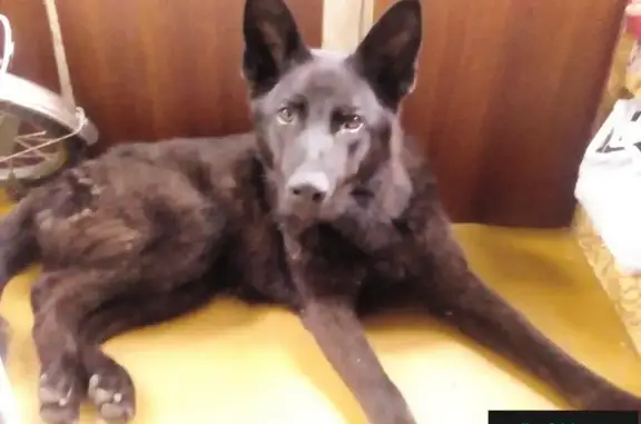 Найдена собака в Саранске, ищем хозяина!