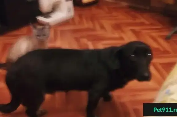 Пропала собака в Волжском, вознаграждение гарантировано