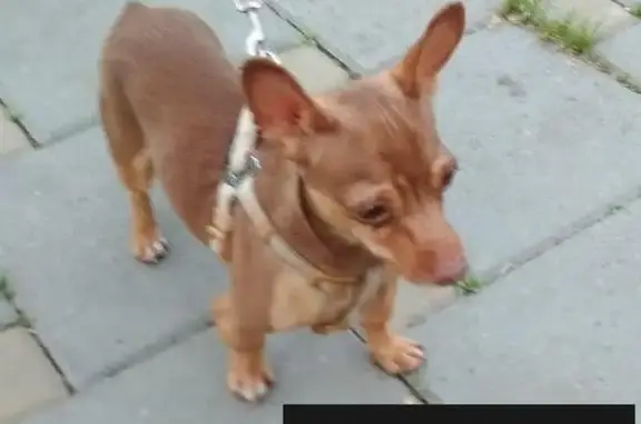 Найден мелкий коричневый пес (Екатеринбург)