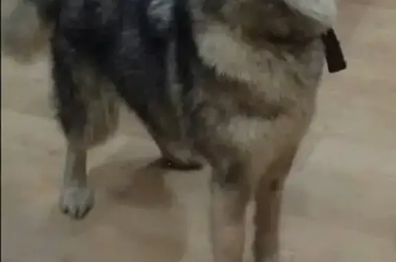 Пропала собака Аляскинский маламут в Калининграде