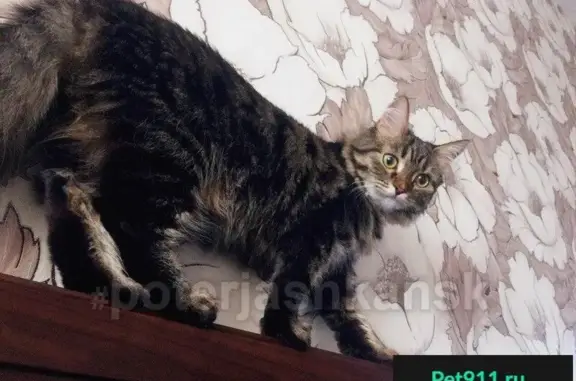 Пропала кошка по адресу Виктора Уса 5, Новосибирск