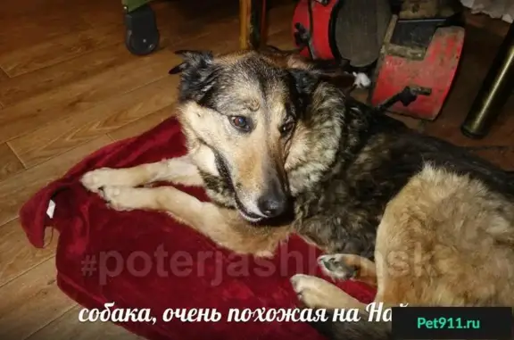 Пропала собака Найда в Октябрьском районе, Новосибирск - ищем информацию!