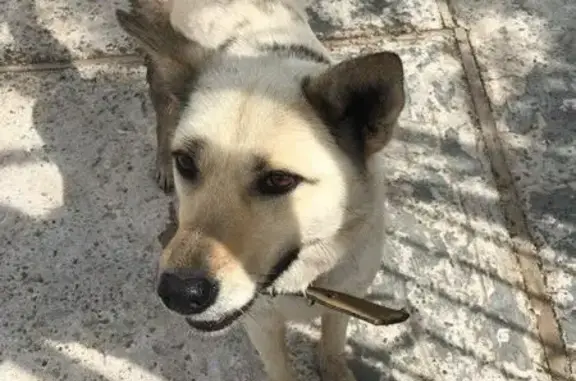 Найдена добрая собака на Прикамском