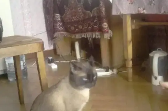 Пропала кошка Мурзик на ул. Минской, Казань