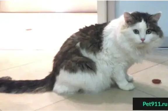 Пропала кошка Кузя в садовом товариществе Прометей, Московская область