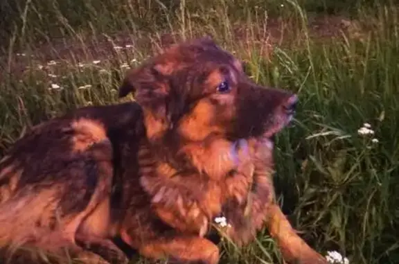 Собака без движения в Красногорске, есть ошейник
