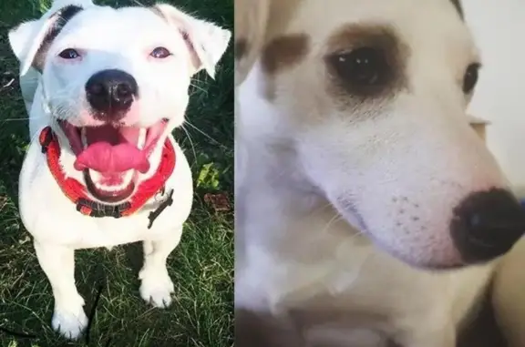 Пропали 2 белых собачки в Кировском районе, их ищут!