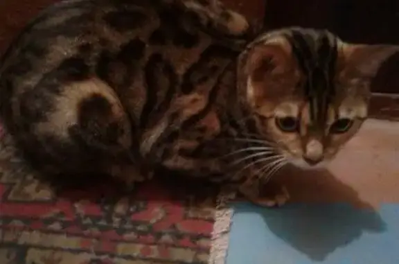 Найдена кошка в Иваново на ул. Кудряшова