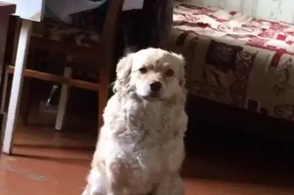 Пропала собака Сара в Ангарске, нужна помощь