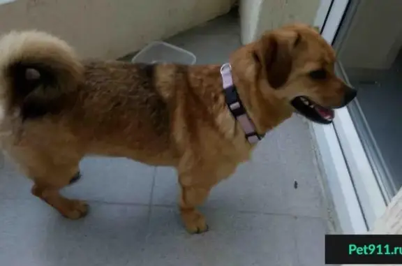 Найдена мелкая рыжая собака в Екатеринбурге