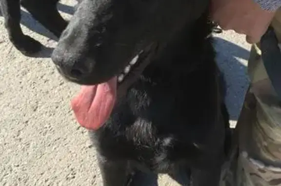 Найдена собака в Якутске, ищут хозяина