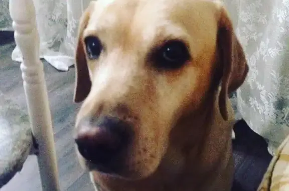 Пропала собака в Тюмени - лабрадор Мелли в районе Гилевской рощи #внимание