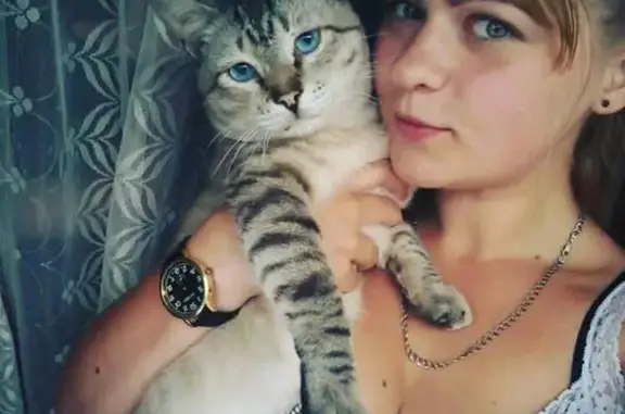 Пропала кошка на Ул. Деповская 47/1, зовут Кузя, был украден.