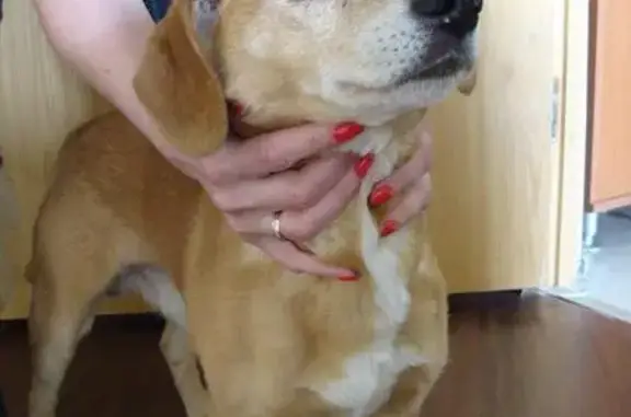 Найдена рыжая собака в Тольятти, 10-ый квартал.