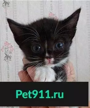 Найден котенок в Ульяновске, ищет хозяев!