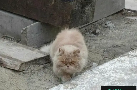 Найдена кошка на Богашевском тракте (Томск) - нуждается в помощи