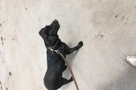 Собака найдена в Подольске на улице Машиностроителей