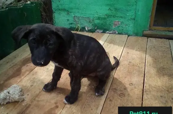 Найдена собака в Красноярске, район Торгашино.