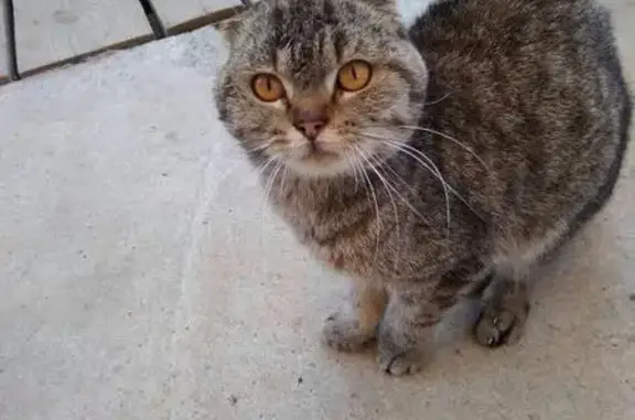 Найдена кошка в деревне Старая Слобода, МО