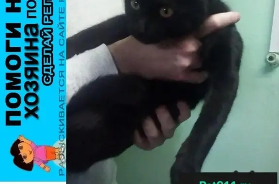 Пропала кошка, найден черный котик в Москве