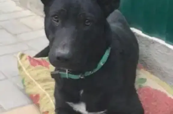 Найден брутальный пес Ганди с демодекозом в Ростове-на-Дону