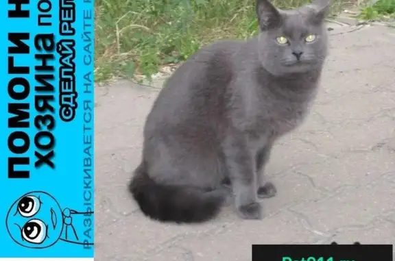 Пропала кошка на ул. Губкина, найден котик. Белгород.