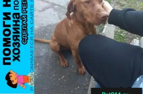 Пропала собака в Лен. обл, Гатчинский р-н, Пудомяги, найден молодой кобель венгерской выжлы без клейма и чипа.