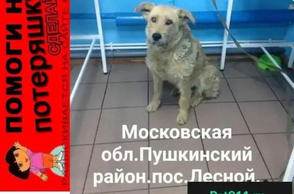 Пропала собака в Пушкинском районе, адрес: ул. Пушкина, д. 8б