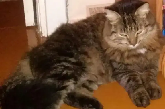 Пропала кошка Кузя на Новомытищинском проспекте 78