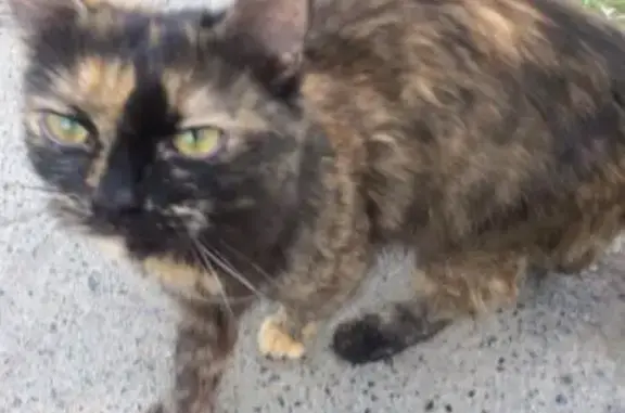 Найдена домашняя кошка на Июльской улице в Екатеринбурге