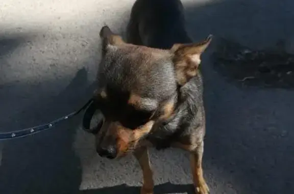 Найдена собака в Ворошиловском районе Ростова