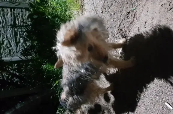 Найдена маленькая собачка в Деревне Обушково
