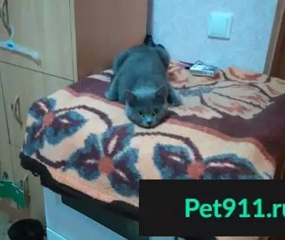 Пропала британская кошка Мося, адрес: 125 дом, 197 кв. в Ноябрьске, ЯНАО