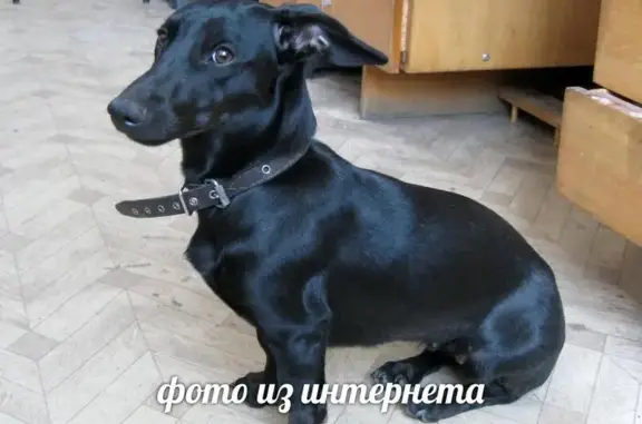Найдена собака на станционной в Новосибирске