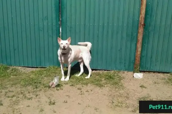 Собака-агрессор найдена в Смоленках, нужна помощь хозяев
