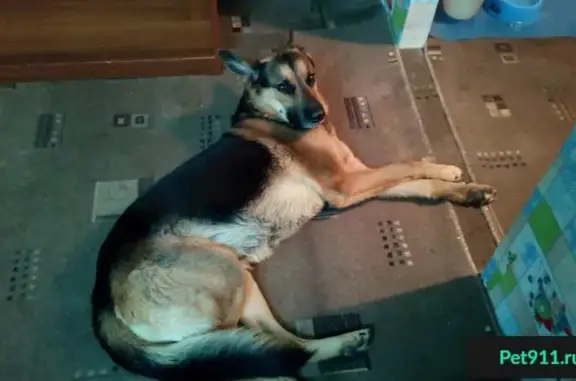 Пропала собака Граф в Михайловке, Волгоградская область