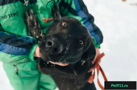 Найдена собака Верна в Екатеринбурге!