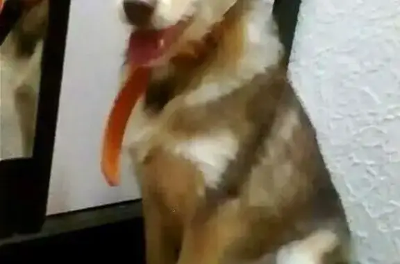 Найден юный пес Джек в Новосибирске