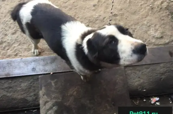 Пропала собака в Нижневартовске: Алабай девочка, район Рэб-Флота.