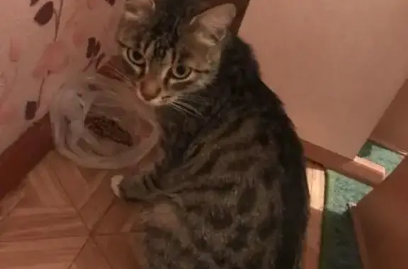Найдена кошка в Екатеринбурге (Сортировка)
