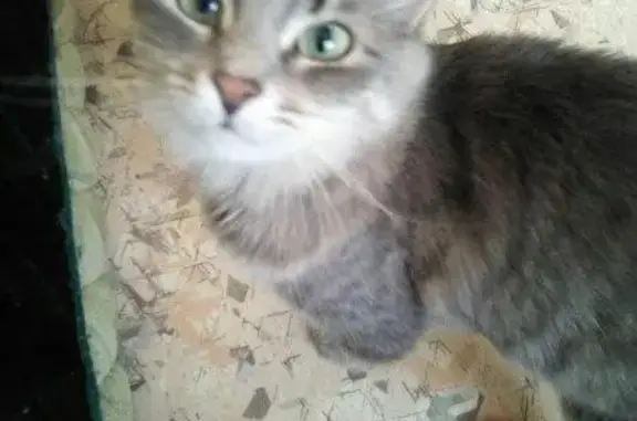 Найдена кошка Сима ищет дом в Смоленске