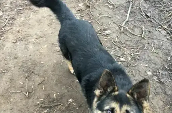Пропала собака Люся в Каргате, Новосибирская область