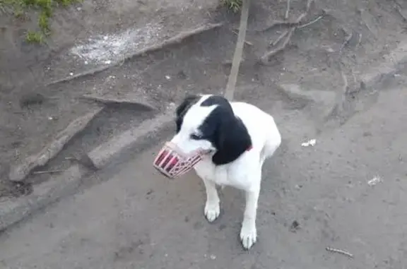 Пропала собака в районе МРВ, Архангельск