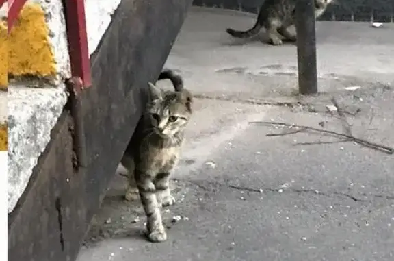 Пропавший котенок и кошачьи проблемы в Строгино, Москва: нужна помощь!