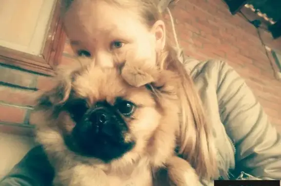 Пропала собака Филя, Москва, район 7-й школы, вознаграждение.