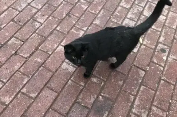 Найден черный кот, Москва и область!
