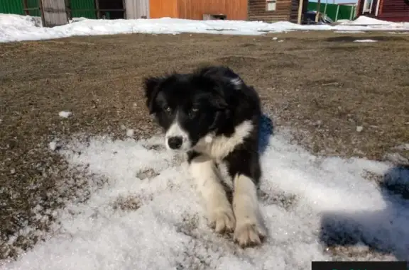 Пропала собака Мойто в районе с. Октемцы, Якутск